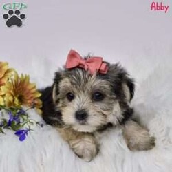 Abby/Morkie / Yorktese									Puppy/Female	/8 Weeks,Morkie puppies are an irresistible blend of Maltese and Yorkshire Terrier, offering the best of both breeds. Our delightful, family-raised pups are known for their affectionate and lively personalities, making them ideal companions for children and adults alike. Each puppy will undergo a thorough vet check to ensure they are in perfect health and will be up-to-date on all necessary shots and dewormer treatments. Additionally, we provide a one-year genetic health guarantee, giving you added confidence in the well-being of your new furry friend. Raised in a loving home environment, these Morkie puppies are well-socialized and accustomed to being around children, ensuring they will fit seamlessly into your family. Bring home a Morkie puppy today, and enjoy the boundless love and joy they will bring to your household.