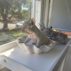 French bulldog puppies/French Bulldog/Female/Younger Than Six Months,I have 2 beautiful female French bulldogs available for their forever home . I have 1 cream and 1 lilac and tan Merle .They will be ready for there forever homes from the 5th June . Here at Sydney frenchies we focus on health first . We health test all our dogs and ensure they grow up in the most loving , caring and amazing environment.Mum is lilac and tan carrying cream and dad is chocolate and tan Merle . Both amazing health . We offer life time support .All puppies will come :Microchipped ✅Vet checked ✅Wormed✅Vaccinated ✅DNA tested ✅Toilet trained on grass Matt and puppy pads ✅I am aregistered breeder with MDBA our breeder number is 20752 . We only breed the healthiest dogs in our program . I have had really good reviews from previous litters . We take pride in producing the best French bulldogs, as this breed deserves to be bred at a top quality standard.Micro chip 900078787654346Microchip 900656543456677