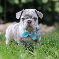 Gregory/Frenchton									Puppy/Male	/6 Weeks,Meet our darling Frenchton, Gregory, a delightful blend of French Bulldog and Boston Terrier charm. This little pup is an absolute bundle of joy, boasting an adorably wrinkled face, expressive eyes, and a compact, sturdy build that’s sure to win your heart. With their unique blend of spunk and affection, this little guy is the perfect companion for any family.This sweet puppy is not only cute but also has a playful and friendly demeanor, making them an instant favorite with everyone they meet. They are incredibly affectionate and love to snuggle, but they also have a lively side, always ready for playtime and adventures. 