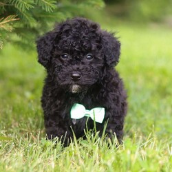 Felix/Maltipoo									Puppy/Male	/9 Weeks,Introducing the sweetest Maltipoo puppy named Felix! He has a stunning coat and big innocent eyes that will have you attached to him in no time. He is the perfect size to join you on all your everyday activities, big enough to keep up with a fast paced life, but small enough to be by your side no matter where you go! Maltipoos are known for their sweet & friendly nature, and they are generally great with kids so make wonderful family pets. We spent a lot of time with this little guy since day one, this helps him mature with confidence and also makes for a smooth transition to his new home.