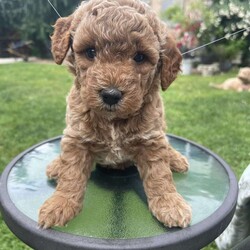 Bella F1bb/Mini Goldendoodle									Puppy/Female	/April 28th, 2024,Mini Goldendoodle puppies are the perfect blend  of playful energy and  affectionate companionship ,their delightful  mix of intelligence and friendliness make them ideal for families  looking for loving pet  . They went through Early Nurological Development Exercises  Vet checked  shots and dewormed   For more information To contact the breeder about this puppy, click on the “View Breeder Info” tab above.          Galina 