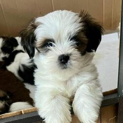 Beautiful Kc reg Lhasa apso puppies/Lhasa apso/Mixed Litter/6 weeks,We have a beautiful littler of kc registered Lhasa apso puppies.

We own both mum and dad, mum came from pra4 clear tested dad , Oreo our boy has been tested pra4 clear himself.

We have just
1 girl
Left from the litter of 5 one of the boys is just like dad a black and white pied the others all like mum with brown and whites.

These will all be microchipped and come with 5weeks free insurance.along with small puppy pack.
Wormed and flea treated

£300 non refundable deposit upon viewing and choosing your puppy.

£1000 each