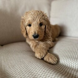 Goldendoodle Puppies for sale ONLY 3 GIRLS LEFT/Goldendoodle/Mixed Litter/5 weeks,All our boys have now been reserved! Only 3 gorgeous girls left!

I am thrilled to announce our beautiful red F1 Goldendoodle Orla has had her 1st litter. Dad is also our family dog, the handsome F1 curly cream Goldendoodle Cooper.

Orla is 3 years old and is our much loved family pet, she has an amazing temperament and a very happy and loving personality. She loves nothing more than long walks in a forest and sunbathing outside!

Cooper is almost 4 years old, hes a big goofball who loves to play but also wants all the fuss he can get. Cooper is basically a big teddy bear!

Both dogs are very good with kids, they do very well with our 2 year old son and he adores them both.

Orla has safely given birth to 6 girls and 3 boys. Puppies will be ready for their forever homes on the 29th June!

Puppies will be growing up in our busy home, around our noisy little boy and as we live near a main road they will be used to usual traffic noises too.

Puppies have been wormed from 2 weeks, and will be vet checked, flead, microchipped and will have had their 1st lot of vaccinations.

Boys:
Dark Blue - RESERVED
Light Blue - RESERVED
Green - RESERVED

Girls:
Black - RESERVED
Pink
Purple - RESERVED
Orange
Red - RESERVED
Yellow

All puppies will come home with their very own puppy pack including puppy food, toys and a blanket with mums scent on.

Any questions at all please get in touch!