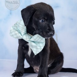 Adopt a dog:Victor/Labrador Retriever/Male/Baby,Meet Victor!

Adoption Application - Copy & Paste

https://forms.gle/FmtRtYxQNnemdkdw9

Adoption Fee: $499

This litter has 7 pups, Veronica, Violet, Maggie May, Millie, Sully ,Victor and Henry.

These puppies came to us after apparently their mother was hit by a car and died. We never saw the mother, so we don't know what breed they are. They appear to be a smaller breed, but we just don't know. We do know they're super sweet, playful, healthy and very lucky to be in our rescue.

The puppies are in foster homes with other dogs and doing well.

Here's the adoption application, please copy & paste.

https://forms.gle/FmtRtYxQNnemdkdw9

**To see all of our pets available for adoption, please copy this link.

https://www.petfinder.com/search/pets-for-adoption/?shelter_id%5B0%5D=AL450&sort%5B0%5D=recently_added

Paws of Dixie Animal Rescue adopts in the New England area. Our adoption fee includes the spay/neuter, up to date shots, Microchip, Alabama Health Certificate, and the transport service to get the new family pet to you.

The pets are delivered by a licensed transporter.

PDAR.info@gmail.com

COMPLETED APPLICATIONS TAKE PRECEDENCE OVER INQUIRIES. If you are interested in adopting, the FIRST step is to complete an application.

Please be advised that our volunteers are busy rescuing, transporting, and caring for our animals. We will respond to your application as soon as possible. Upon review of your application, the rescue in AL will contact you, so you can ask any specific questions that you may have.

NOTE: All Paws of Dixie animals are located in AL foster homes. They will be transported north after adoption.

If there is more than one decision maker in the home, all of them should be in agreement.

We DO NOT adopt to anyone under the age of 21