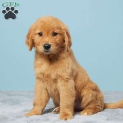 Jazzy/Golden Retriever									Puppy/Female	/9 Weeks,Meet Jazzy, an adorable Golden Retriever puppy who is eagerly waiting to bring joy and love to her new family! Jazzy is AKC registered, vet-checked, and up to date on all her vaccines and dewormers, ensuring she is healthy and ready for her new home.