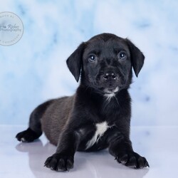Adopt a dog:Victor/Labrador Retriever/Male/Baby,Meet Victor!

Adoption Application - Copy & Paste

https://forms.gle/FmtRtYxQNnemdkdw9

Adoption Fee: $499

This litter has 7 pups, Veronica, Violet, Maggie May, Millie, Sully ,Victor and Henry.

These puppies came to us after apparently their mother was hit by a car and died. We never saw the mother, so we don't know what breed they are. They appear to be a smaller breed, but we just don't know. We do know they're super sweet, playful, healthy and very lucky to be in our rescue.

The puppies are in foster homes with other dogs and doing well.

Here's the adoption application, please copy & paste.

https://forms.gle/FmtRtYxQNnemdkdw9

**To see all of our pets available for adoption, please copy this link.

https://www.petfinder.com/search/pets-for-adoption/?shelter_id%5B0%5D=AL450&sort%5B0%5D=recently_added

Paws of Dixie Animal Rescue adopts in the New England area. Our adoption fee includes the spay/neuter, up to date shots, Microchip, Alabama Health Certificate, and the transport service to get the new family pet to you.

The pets are delivered by a licensed transporter.

PDAR.info@gmail.com

COMPLETED APPLICATIONS TAKE PRECEDENCE OVER INQUIRIES. If you are interested in adopting, the FIRST step is to complete an application.

Please be advised that our volunteers are busy rescuing, transporting, and caring for our animals. We will respond to your application as soon as possible. Upon review of your application, the rescue in AL will contact you, so you can ask any specific questions that you may have.

NOTE: All Paws of Dixie animals are located in AL foster homes. They will be transported north after adoption.

If there is more than one decision maker in the home, all of them should be in agreement.

We DO NOT adopt to anyone under the age of 21