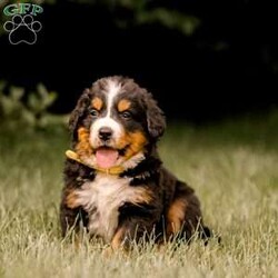 Ryder/Bernese Mountain Dog									Puppy/Male	/April 14th, 2024,This cuddly Bernese Mountain Dog puppy can be registered with AKC and could be the perfect fit for your family! Ryder is socialized and family raised with children. He’s friendly and ready to meet you! Vet checked and up to date on shots and de-wormer, this playful pup will come home with a 30 day health guarantee and an extended genetic health guarantee, both provided by the breeder. To learn more and schedule a visit to meet Ryder, please call Anthony today!