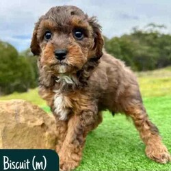 STUNNING Cavoodle Pups With Unique Colours/Other/Both/Younger Than Six Months,This gorgeous litter of F1b Cavoodle's were born on the 12th of April. They will be ready for their new homes from the 7th of June.Puppies have come from health/DNA tested parents and will go home with a health guarantee.Pups are vet checked, microchipped and vaccinated.We welcome families to come and visit pups, meet us, parents and view our facilities.For more information on us please check out our website. 