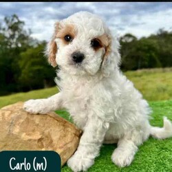 STUNNING Cavoodle Pups With Unique Colours/Other/Both/Younger Than Six Months,This gorgeous litter of F1b Cavoodle's were born on the 12th of April. They will be ready for their new homes from the 7th of June.Puppies have come from health/DNA tested parents and will go home with a health guarantee.Pups are vet checked, microchipped and vaccinated.We welcome families to come and visit pups, meet us, parents and view our facilities.For more information on us please check out our website. 