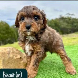 STUNNING Cavoodle Pups With Unique Colours/Other/Both/Younger Than Six Months,This gorgeous litter of F1b Cavoodle's were born on the 12th of April. They will be ready for their new homes from the 7th of June.Puppies have come from health/DNA tested parents and will go home with a health guarantee.Pups are vet checked, microchipped and vaccinated.We welcome families to come and visit pups, meet us, parents and view our facilities.For more information on us please check out our website. 