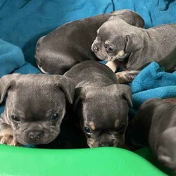 French Bulldog puppies Blue and Tan/French Bulldog/Both/Younger Than Six Months,READY TO LEAVE FOR THEIR NEW HOMES 26/5I have 1 male and 3 female French Bulldog puppies for sale BORN 31/3 They are blue and tan. Puppies are wormed and microchipped and have puppy packs These puppies have wide open nostrils and have gentle playful natures