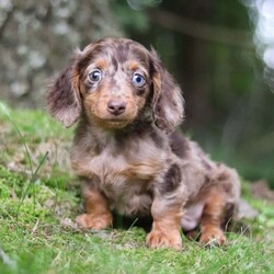 Zoar/Dachshund									Puppy/Male	/12 Weeks,Zoar is the definition of “pawsitively” delightful! He’s an ACA Registered Dachshund, always ready to brighten your day with his playful antics. This little guy is incredibly affectionate and loves snuggles, making him the perfect cuddle buddy. His friendly nature and boundless energy will keep you entertained, and his loyalty will warm your heart.