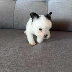 Purebred French bulldog pups short coat and long coat/French Bulldog/Female/Younger Than Six Months,Purebred French bulldog pups 5 weeks old , will be ready in 3 weeks , they will be vet checked microchipped vaccinated and registered with MDBA. Fluffy female sable , fluffy white and black pied female , two cream females , blue male. Located in bulahdelah 