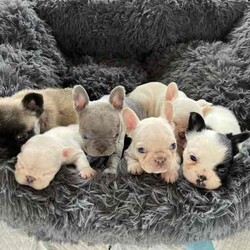 Purebred French bulldog pups short coat and long coat/French Bulldog/Female/Younger Than Six Months,Purebred French bulldog pups 5 weeks old , will be ready in 3 weeks , they will be vet checked microchipped vaccinated and registered with MDBA. Fluffy female sable , fluffy white and black pied female , two cream females , blue male. Located in bulahdelah 