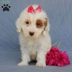 Peaches/Mini Goldendoodle									Puppy/Female	/8 Weeks,Prepare to fall in love !!! My name is Peaches and I’m the sweetest little F1b mini goldendoodle looking for my furever home! One look into my warm, loving eyes and at my silky soft coat and I’ll be sure to have captured your heart already! I’m very happy, playful and very kid friendly and I would love to fill your home with all my puppy love!! I am full of personality, and I give amazing puppy kisses! I stand out way above the rest with my beautiful white coat with red markings! I will come to you vet checked, microchipped and up to date on all vaccinations and dewormings . I come with a 1-year guarantee with the option of extending it to a 3-year guarantee and shipping is available! My mother is Sohie, our 35#mini goldendoodle with a heart of gold and my father is Zeke, our handsome 10#AKC apricot and white toy poodle and he has been genetically tested clear! Both of my parents are very sweet and kid friendly which will make me the same and they are available to meet!! I will grow to approx 20-25# and I will be hypoallergenic and nonshedding! Why wait when you know I’m the one for you? Call or text Martha to make me the newest addition to your family and get ready to spend a lifetime of tail wagging fun with me! (7% sales tax on in home pickups)