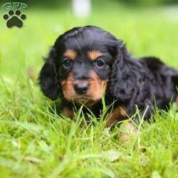 Yelly/Dachshund Mix									Puppy/Male	/5 Weeks,Meet Yelly, the cutest Dashalier. He is one of kind. With his darling puppy dog eyes and soft coat, he an absolute treasure. If you’re looking for a loyal pet or just someone to snuggle, he will gladly be there for you. He also loves going outdoors and playing fetch with his favorite toy. The Cavalier side of him is known for loyalty and its love for his people. And the Dachshund side of him is known for their spirted and lively nature. So those two combined you’ll have a live long friend that’ll be ready for any adventure.