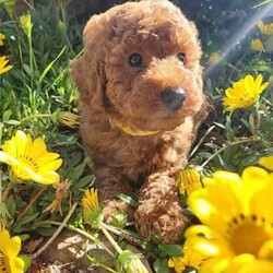 Mini Poodle Puppies DNA Clear Available late August/Poodle (Miniature)/Both/Younger Than Six Months,I am now taking expressions of interest for an upcoming litter of Purebred Miniature Poodle puppies, they will be available late August.Photos are of a previous litter.Please make first contact via Gumtree message or txt ******4949 with a bit about yourself and the home you can provide for one of my adorable little Poodle pups! REVEAL_DETAILS These beautiful puppies will be true Miniature Poodles and I expect them all to have a gorgeous red, curly Poodle coat that is considered non-shedding and hypoallergenic.All of our puppies are born inside our family home and raised with lots of love and care. They are socialised daily from a few weeks old with other dogs, cats and children of different ages.Mum is a Purebred Red Minature Poodle.She is 40cm to the tops of her shoulders and weighs approximately 9kg.She has a very gentle, sweet and loving nature and loves lots and lots of cuddles!Dad is a Purebred Red Mini Poodle.He is 40cm to the tops of his shoulders and weighs 9.5kg.He also has a very sweet and soft nature and is very intelligent. He has a beautiful gentle temperament and is very affectionate.Both parents are DNA health tested through Orivet and are 100% clear negative of any genetic diseases. Their DNA test results will be available to view at the time of sale.Both dogs live with us and are available to meet at the time of sale.Puppies will grow to be a medium sized dog at around 40-50cm to the tops of their shoulders and weigh around 8-10kg approx.Puppies will come:✅️ Wormed✅️ Flea treated✅️ Vet checked✅️ 1st Vaccination✅️ Microchipped✅Beginning toilet trainingPuppies will go to their new homes with:➡️Vaccination card➡️Extra microchip stickers➡️Detailed information pack➡️Puppy training tips and videos➡️ Health guarantee contract➡️30 days FREE pet insurance➡️Puppy welcome pack which includes: A Blanket with mums scent on it, Lead & collar, Brush, Shampoo & Conditioner pack, Assorted toys, Waste bags & the food they are eating.I am happy to do video calls once they are born.I am an experienced, ethical, recreational breeder and full, registered member of the RPBA Member no. 14504I am located 70 minutes from Melbourne & 5 minutes drive from the Broadford exit on the Hume Hwy.A meet up or delivery of your new puppy can be arranged depending on your location.Interstate pet transport can also be arranged at the buyers expense.Microchip numbers will be updated once they have been vet checked and microchipped.Tags: Poodle, Miniature Poodle, Mini Poodle, Medium dog, Poodle, Puppy