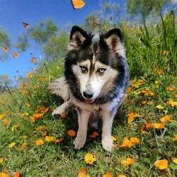 Adopt a dog:Kaya/Siberian Husky/Female/Adult,Hello there, it's me, Kaya, the ultimate cuddle bug, and I'm here with open paws, ready to find my new castle to call home! At 5 years young, I'm a charming Wooly Husky lady who's already mastered the art of being a potty-trained good girl. Now, all I need is a loving family to shower me with endless love and cuddles! 

I'm a true gem of a girl—crate trained but so well-mannered that I can roam freely. And when it comes to my furry friends, big or small, I'm amazing with them all! Treat me like the sweet princess I am, and I'll be your loyal companion, from spa days to simple brushings. 

An active home with plenty of walks or runs would suit me just fine, but I also appreciate a peaceful environment for some beauty rest. Whether it's strolling through the neighborhood or lounging in the park, I'll be your perfect walking partner. While I'm new to leash training, once we're on our way, I'm as well-mannered as can be. 

Manners? Oh, I've got those covered! Snuggling up next to my humans is one of my favorite pastimes, and I'm super smart too—I'll let you know when I'm ready to go outside or come back in with a gentle nudge or a loving gaze. 

As for cats, well, that's still a mystery to me. But when it comes to humans and other dogs, I'm all love and cuddles! Give me a cozy spot to take some serious naps, and I'll be one happy pup. Plus, I'm housebroken and wouldn't dream of being destructive to furniture. 

I'm a squeaky toy newbie, but boy, am I eager to learn! If my infectious smile and cuddly nature have captured your heart, then guess what? You're my perfect match, and I can't wait to share all my love with you!