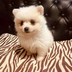 Purebred Pomeranians/Pomeranian/Both/Younger Than Six Months,1 x White female - 0.7kg1x White Male with dark noise-1kg1x Parti Male (white and brown)-1kgDOB 29,04,24Ready to go to their new forever homes. 25,06,24Happy, healthy, playful, affectionate and very fluffy puppy’sPedigree papered parent (happy to show proof to serious buyers)They come with a puppy starter pack with food, toys, pee pads, comfort blanket and their folder.Folder contains a new puppy information booklet, vaccination information (first shot has been done), vet check/fit for travel certificate and microchip details.(Puppy’s that are transported arnt able to be shipped with anything but themselves, paperwork will be posted)Puppies can be transported at buyers cost. I am happy to help with organising this.$500 depositNo time wasters please. 