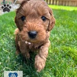 Chapel/Mini Goldendoodle									Puppy/Female	/6 Weeks,Meet Chapel, a spunky small girl. She loves to jump around outside and rip up the grass ! She has been raised with kids and acclimated to sounds and textures ! 