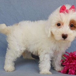 Peaches/Mini Goldendoodle									Puppy/Female	/8 Weeks,Prepare to fall in love !!! My name is Peaches and I’m the sweetest little F1b mini goldendoodle looking for my furever home! One look into my warm, loving eyes and at my silky soft coat and I’ll be sure to have captured your heart already! I’m very happy, playful and very kid friendly and I would love to fill your home with all my puppy love!! I am full of personality, and I give amazing puppy kisses! I stand out way above the rest with my beautiful white coat with red markings! I will come to you vet checked, microchipped and up to date on all vaccinations and dewormings . I come with a 1-year guarantee with the option of extending it to a 3-year guarantee and shipping is available! My mother is Sohie, our 35#mini goldendoodle with a heart of gold and my father is Zeke, our handsome 10#AKC apricot and white toy poodle and he has been genetically tested clear! Both of my parents are very sweet and kid friendly which will make me the same and they are available to meet!! I will grow to approx 20-25# and I will be hypoallergenic and nonshedding! Why wait when you know I’m the one for you? Call or text Martha to make me the newest addition to your family and get ready to spend a lifetime of tail wagging fun with me! (7% sales tax on in home pickups)