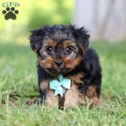 Carlos/Yorkie									Puppy/Male	/8 Weeks,Carlos cute little face is what dreams are made of! His expressive eyes are just begging you to hold him and love on him. He is a super smart little guy with boundless happy energy, always ready for the next adventure! Though small, he is mighty at heart with his “big dog” personality. He would love going everywhere with you…running errands, beach vacations, or just exploring the backyard. He has been loved and doted on thus far in his life, giving him a great start and helping him be more comfortable in the world around him. He is Microchipped and we kept him current on vaccines and dewormer and has had his first puppy vet exam done. We also include a Health Guarantee. Mama is a super sweet Yorkie named Lola weighing in at a darling 10 lbs. Dad is a handsome Yorkie named Lebron weighing 10 lbs. If you want to schedule a visit with this little one or have any questions you can text or call me -Mark Yoder 