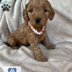 Chapel/Mini Goldendoodle									Puppy/Female	/6 Weeks,Meet Chapel, a spunky small girl. She loves to jump around outside and rip up the grass ! She has been raised with kids and acclimated to sounds and textures ! 