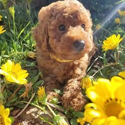 Mini Poodle Puppies DNA Clear Available late August/Poodle (Miniature)/Both/Younger Than Six Months,I am now taking expressions of interest for an upcoming litter of Purebred Miniature Poodle puppies, they will be available late August.Photos are of a previous litter.Please make first contact via Gumtree message or txt ******4949 with a bit about yourself and the home you can provide for one of my adorable little Poodle pups! REVEAL_DETAILS These beautiful puppies will be true Miniature Poodles and I expect them all to have a gorgeous red, curly Poodle coat that is considered non-shedding and hypoallergenic.All of our puppies are born inside our family home and raised with lots of love and care. They are socialised daily from a few weeks old with other dogs, cats and children of different ages.Mum is a Purebred Red Minature Poodle.She is 40cm to the tops of her shoulders and weighs approximately 9kg.She has a very gentle, sweet and loving nature and loves lots and lots of cuddles!Dad is a Purebred Red Mini Poodle.He is 40cm to the tops of his shoulders and weighs 9.5kg.He also has a very sweet and soft nature and is very intelligent. He has a beautiful gentle temperament and is very affectionate.Both parents are DNA health tested through Orivet and are 100% clear negative of any genetic diseases. Their DNA test results will be available to view at the time of sale.Both dogs live with us and are available to meet at the time of sale.Puppies will grow to be a medium sized dog at around 40-50cm to the tops of their shoulders and weigh around 8-10kg approx.Puppies will come:✅️ Wormed✅️ Flea treated✅️ Vet checked✅️ 1st Vaccination✅️ Microchipped✅Beginning toilet trainingPuppies will go to their new homes with:➡️Vaccination card➡️Extra microchip stickers➡️Detailed information pack➡️Puppy training tips and videos➡️ Health guarantee contract➡️30 days FREE pet insurance➡️Puppy welcome pack which includes: A Blanket with mums scent on it, Lead & collar, Brush, Shampoo & Conditioner pack, Assorted toys, Waste bags & the food they are eating.I am happy to do video calls once they are born.I am an experienced, ethical, recreational breeder and full, registered member of the RPBA Member no. 14504I am located 70 minutes from Melbourne & 5 minutes drive from the Broadford exit on the Hume Hwy.A meet up or delivery of your new puppy can be arranged depending on your location.Interstate pet transport can also be arranged at the buyers expense.Microchip numbers will be updated once they have been vet checked and microchipped.Tags: Poodle, Miniature Poodle, Mini Poodle, Medium dog, Poodle, Puppy