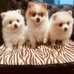 Purebred Pomeranians/Pomeranian/Both/Younger Than Six Months,1 x White female - 0.7kg1x White Male with dark noise-1kg1x Parti Male (white and brown)-1kgDOB 29,04,24Ready to go to their new forever homes. 25,06,24Happy, healthy, playful, affectionate and very fluffy puppy’sPedigree papered parent (happy to show proof to serious buyers)They come with a puppy starter pack with food, toys, pee pads, comfort blanket and their folder.Folder contains a new puppy information booklet, vaccination information (first shot has been done), vet check/fit for travel certificate and microchip details.(Puppy’s that are transported arnt able to be shipped with anything but themselves, paperwork will be posted)Puppies can be transported at buyers cost. I am happy to help with organising this.$500 depositNo time wasters please. 