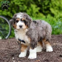 Mason/Mini Bernedoodle									Puppy/Male	/7 Weeks,Meet our charming little Bernedoodle puppy named Mason. He is a bundle of joy and fluff that will steal your heart instantly! With fluffy fur and eyes that sparkle with curiosity, this little guy is ready to fill your home with joy. He has a heart full of love and a playful spirit that will fill your home with laughter. Whether cuddled up on the couch or exploring the great outdoors he is ready to bring endless joy and companionship to the lucky family that opens their hearts to his boundless affection. His playful demeanor makes him a wonderful companion for both individuals and families alike. He has inherited the friendly nature of the Bernese Mountain Dog and the intelligence of the Poodle. 