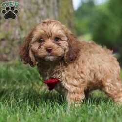 Conrad/Cocker Spaniel									Puppy/Male	/8 Weeks,Meet Conrad, the most adorable little Cocker Spaniel you will ever meet! This stunning little baby has the most luscious hair coat and the most darling little features. This sweet Cocker spaniel is ready to take on the world with his forever family by his side. His knack for bringing smiles to the faces of everyone he meets has ensured that he has received endless love and attention since birth. This has allowed him to become highly socialized and very adaptable. When he joins you and your family, He will have no trouble adjusting to you and your lifestyle. Dad is named Danny and is very handsome and is super intelligent and friendly. He is so graceful and a has an excellent conformation, weighing 14 lbs. The Mama is sweet, loving and she loves to play and has a very laid-back personality, weighing around 14 lbs. He will arrive at his forever home completely vet checked, & up to date on all the necessary vaccines and dewormer. We require a deposit to reserve this sweet baby. Please call or text me for more information or to schedule a visit! – Lori Barkman 