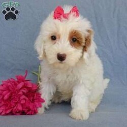 Peaches/Mini Goldendoodle									Puppy/Female	/8 Weeks,Prepare to fall in love !!! My name is Peaches and I’m the sweetest little F1b mini goldendoodle looking for my furever home! One look into my warm, loving eyes and at my silky soft coat and I’ll be sure to have captured your heart already! I’m very happy, playful and very kid friendly and I would love to fill your home with all my puppy love!! I am full of personality, and I give amazing puppy kisses! I stand out way above the rest with my beautiful white coat with red markings! I will come to you vet checked, microchipped and up to date on all vaccinations and dewormings . I come with a 1-year guarantee with the option of extending it to a 3-year guarantee and shipping is available! My mother is Sohie, our 35#mini goldendoodle with a heart of gold and my father is Zeke, our handsome 10#AKC apricot and white toy poodle and he has been genetically tested clear! Both of my parents are very sweet and kid friendly which will make me the same and they are available to meet!! I will grow to approx 20-25# and I will be hypoallergenic and nonshedding! Why wait when you know I’m the one for you? Call or text Martha to make me the newest addition to your family and get ready to spend a lifetime of tail wagging fun with me! (7% sales tax on in home pickups)