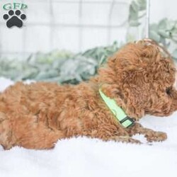 Kaden/Mini Goldendoodle									Puppy/Male	/7 Weeks,Say Hello to this happy, freindly little darling! He is looking for a family to love and adopt. If you love being snuggled, and having a fur baby who will follow you everywhere, this little guy will steal your heart! He loves to shower you with kisses!