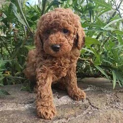 Mini Poodle Puppies DNA Clear Available late August/Poodle (Miniature)/Both/Younger Than Six Months,I am now taking expressions of interest for an upcoming litter of Purebred Miniature Poodle puppies, they will be available late August.Photos are of a previous litter.Please make first contact via Gumtree message or txt ******4949 with a bit about yourself and the home you can provide for one of my adorable little Poodle pups! REVEAL_DETAILS These beautiful puppies will be true Miniature Poodles and I expect them all to have a gorgeous red, curly Poodle coat that is considered non-shedding and hypoallergenic.All of our puppies are born inside our family home and raised with lots of love and care. They are socialised daily from a few weeks old with other dogs, cats and children of different ages.Mum is a Purebred Red Minature Poodle.She is 40cm to the tops of her shoulders and weighs approximately 9kg.She has a very gentle, sweet and loving nature and loves lots and lots of cuddles!Dad is a Purebred Red Mini Poodle.He is 40cm to the tops of his shoulders and weighs 9.5kg.He also has a very sweet and soft nature and is very intelligent. He has a beautiful gentle temperament and is very affectionate.Both parents are DNA health tested through Orivet and are 100% clear negative of any genetic diseases. Their DNA test results will be available to view at the time of sale.Both dogs live with us and are available to meet at the time of sale.Puppies will grow to be a medium sized dog at around 40-50cm to the tops of their shoulders and weigh around 8-10kg approx.Puppies will come:✅️ Wormed✅️ Flea treated✅️ Vet checked✅️ 1st Vaccination✅️ Microchipped✅Beginning toilet trainingPuppies will go to their new homes with:➡️Vaccination card➡️Extra microchip stickers➡️Detailed information pack➡️Puppy training tips and videos➡️ Health guarantee contract➡️30 days FREE pet insurance➡️Puppy welcome pack which includes: A Blanket with mums scent on it, Lead & collar, Brush, Shampoo & Conditioner pack, Assorted toys, Waste bags & the food they are eating.I am happy to do video calls once they are born.I am an experienced, ethical, recreational breeder and full, registered member of the RPBA Member no. 14504I am located 70 minutes from Melbourne & 5 minutes drive from the Broadford exit on the Hume Hwy.A meet up or delivery of your new puppy can be arranged depending on your location.Interstate pet transport can also be arranged at the buyers expense.Microchip numbers will be updated once they have been vet checked and microchipped.Tags: Poodle, Miniature Poodle, Mini Poodle, Medium dog, Poodle, Puppy