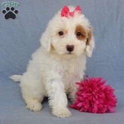 Peaches/Mini Goldendoodle									Puppy/Female	/8 Weeks,Prepare to fall in love !!! My name is Peaches and I’m the sweetest little F1b mini goldendoodle looking for my furever home! One look into my warm, loving eyes and at my silky soft coat and I’ll be sure to have captured your heart already! I’m very happy, playful and very kid friendly and I would love to fill your home with all my puppy love!! I am full of personality, and I give amazing puppy kisses! I stand out way above the rest with my beautiful white coat with red markings! I will come to you vet checked, microchipped and up to date on all vaccinations and dewormings . I come with a 1-year guarantee with the option of extending it to a 3-year guarantee and shipping is available! My mother is Sohie, our 35#mini goldendoodle with a heart of gold and my father is Zeke, our handsome 10#AKC apricot and white toy poodle and he has been genetically tested clear! Both of my parents are very sweet and kid friendly which will make me the same and they are available to meet!! I will grow to approx 20-25# and I will be hypoallergenic and nonshedding! Why wait when you know I’m the one for you? Call or text Martha to make me the newest addition to your family and get ready to spend a lifetime of tail wagging fun with me! (7% sales tax on in home pickups)