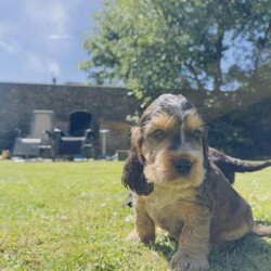 Show Cocker Spaniel Puppies READY TO GO 5th July DNA CLEAR/Cocker spaniel/Male/6 weeks,We have 4 incredible male puppies looking for their forever homes.

These boys are out of our beautiful Cali, this was her first litter and she is a much loved pet. Dad was a stud dog who is KC registered and from champion lines (insta; bear_bearimba) Both parents are DNA clear and have had the required tests to clear out hereditary issues.

These pups will be bought up around children and other household dogs, they will be used to household noises (Hoover, tv, children etc) and will fit into perfect family life. We would love a family home for them.


All puppies will come home with;
Welcome pack of toys and food
A full health check from the vet
First vaccination
Will be wormed 2,5,8 weeks
Microchip
24/7 assistance from us for any problem.
Sales contract

We have
1x chocolate with white chest 
1x golden with white stripe  RESERVED
1x chocolate sable 
1x black with white chest

Ready to leave 5th July; we will hold on longer if we feel like they need to. Can be seen with mum.

£250 NON REFUNDABLE deposit to secure.

Happy to answer any questions.


Based West Sussex