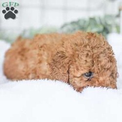 Kaden/Mini Goldendoodle									Puppy/Male	/7 Weeks,Say Hello to this happy, freindly little darling! He is looking for a family to love and adopt. If you love being snuggled, and having a fur baby who will follow you everywhere, this little guy will steal your heart! He loves to shower you with kisses!