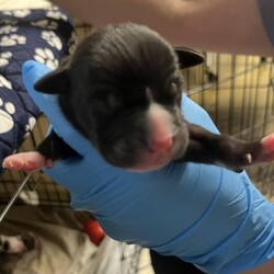 Adopt a dog:Cobalt/American Staffordshire Terrier/Male/Baby,Cobalt, a 4-week-old Stafford Terrier mix, is eager to find his forever family. As a blank slate, he is ready to be molded into the perfect family dog. The possibilities are endless with this little pup, but one thing is for certain - he will steal your heart.