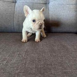 Purebred French bulldog pups short coat and long coat/French Bulldog/Female/Younger Than Six Months,Purebred French bulldog pups 5 weeks old , will be ready in 3 weeks , they will be vet checked microchipped vaccinated and registered with MDBA. Fluffy female sable , fluffy white and black pied female , two cream females , blue male. Located in bulahdelah 
