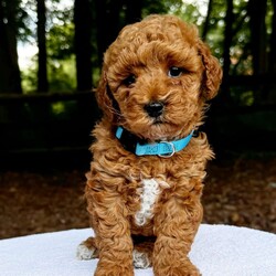 Baxter/Mini Goldendoodle									Puppy/Male	/April 30th, 2024,Baxter is a social puppy with a gentle personality. He loves people, is fun loving and loves his snuggles! 