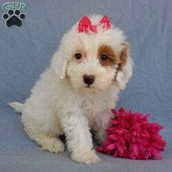 Peaches/Mini Goldendoodle									Puppy/Female	/8 Weeks,Prepare to fall in love !!! My name is Peaches and I’m the sweetest little F1b mini goldendoodle looking for my furever home! One look into my warm, loving eyes and at my silky soft coat and I’ll be sure to have captured your heart already! I’m very happy, playful and very kid friendly and I would love to fill your home with all my puppy love!! I am full of personality, and I give amazing puppy kisses! I stand out way above the rest with my beautiful white coat with red markings! I will come to you vet checked, microchipped and up to date on all vaccinations and dewormings . I come with a 1-year guarantee with the option of extending it to a 3-year guarantee and shipping is available! My mother is Sohie, our 35#mini goldendoodle with a heart of gold and my father is Zeke, our handsome 10#AKC apricot and white toy poodle and he has been genetically tested clear! Both of my parents are very sweet and kid friendly which will make me the same and they are available to meet!! I will grow to approx 20-25# and I will be hypoallergenic and nonshedding! Why wait when you know I’m the one for you? Call or text Martha to make me the newest addition to your family and get ready to spend a lifetime of tail wagging fun with me! (7% sales tax on in home pickups)