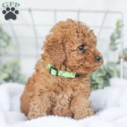 Kaden/Mini Goldendoodle									Puppy/Male	/7 Weeks,Say Hello to this happy, freindly little darling! He is looking for a family to love and adopt. If you love being snuggled, and having a fur baby who will follow you everywhere, this little guy will steal your heart! He loves to shower you with kisses!