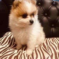 Purebred Pomeranians/Pomeranian/Both/Younger Than Six Months,1 x White female - 0.7kg1x White Male with dark noise-1kg1x Parti Male (white and brown)-1kgDOB 29,04,24Ready to go to their new forever homes. 25,06,24Happy, healthy, playful, affectionate and very fluffy puppy’sPedigree papered parent (happy to show proof to serious buyers)They come with a puppy starter pack with food, toys, pee pads, comfort blanket and their folder.Folder contains a new puppy information booklet, vaccination information (first shot has been done), vet check/fit for travel certificate and microchip details.(Puppy’s that are transported arnt able to be shipped with anything but themselves, paperwork will be posted)Puppies can be transported at buyers cost. I am happy to help with organising this.$500 depositNo time wasters please. 