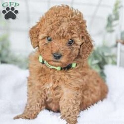 Kaden/Mini Goldendoodle									Puppy/Male	/7 Weeks,Say Hello to this happy, freindly little darling! He is looking for a family to love and adopt. If you love being snuggled, and having a fur baby who will follow you everywhere, this little guy will steal your heart! He loves to shower you with kisses!