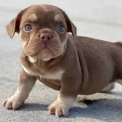/French Bulldog/Both/Younger Than Six Months,@WorldofwrinklesStunning French bulldog puppies.QUALITY COUNTS!