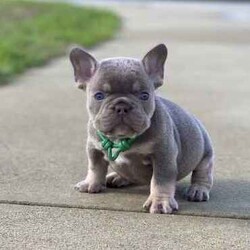 /French Bulldog/Both/Younger Than Six Months,@WorldofwrinklesStunning French bulldog puppies.QUALITY COUNTS!