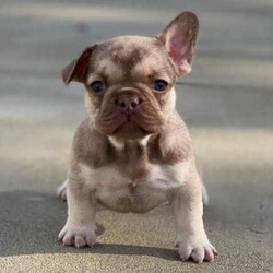 /French Bulldog/Both/Younger Than Six Months,@WorldofwrinklesStunning French bulldog puppies.QUALITY COUNTS!