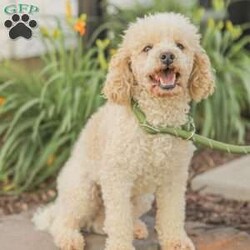 Landon/Mini Goldendoodle									Puppy/Female	/6 Weeks,Adorable, affectionate, and friendly! Landon is a cuddly Mini Goldendoodle, family raised with lots of love and pampering. He is currently being house trained and loves a romping in the grass! He comes with a 1 year genetic health guarantee, an he is up to date on his vaccinations and dewormer. 