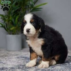 Jackson/Mini Bernedoodle									Puppy/Male	/6 Weeks,Meet Jackson, a sweet Mini Bernedoodle ready to bring joy to his new family! Raised with love and care, Jackson is great with kids and has a gentle, playful nature. He’s been vet checked, microchipped, and is up to date on all his vaccines and dewormer, ensuring he’s healthy and ready to join his forever home. Jackson’s friendly personality and loving nature make him the perfect companion for any family. Don’t miss the chance to welcome this adorable little guy into your life and create lasting memories together! Jackson is eagerly waiting to meet you.