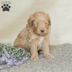 Landon/Mini Goldendoodle									Puppy/Female	/6 Weeks,Adorable, affectionate, and friendly! Landon is a cuddly Mini Goldendoodle, family raised with lots of love and pampering. He is currently being house trained and loves a romping in the grass! He comes with a 1 year genetic health guarantee, an he is up to date on his vaccinations and dewormer. 